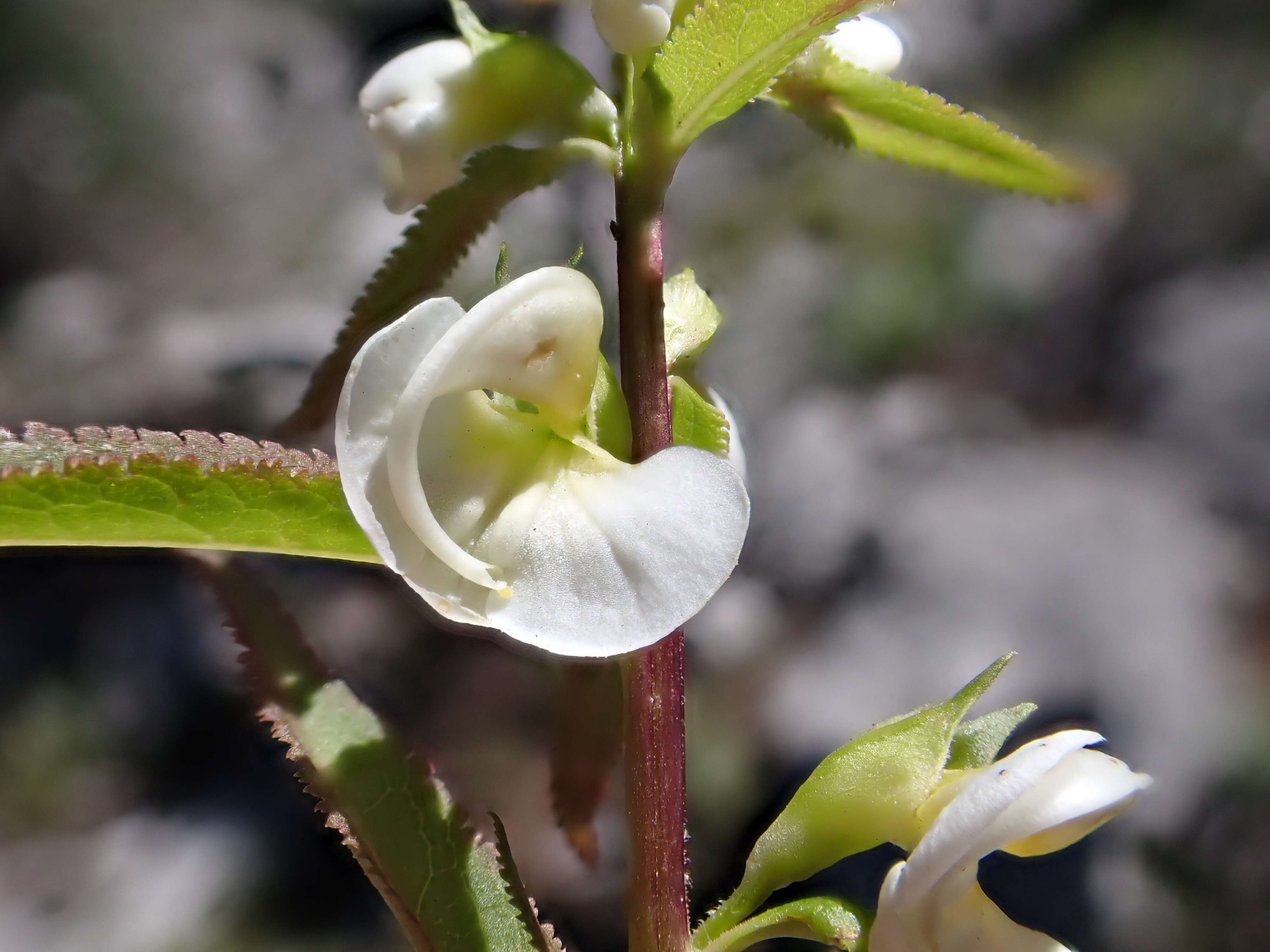 Image of sickletop lousewort