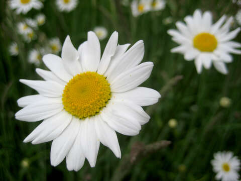 Image of Oxeye Daisy