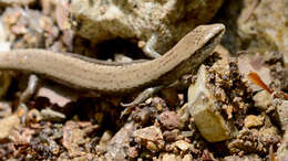 Image of Tsushima Ground Skink