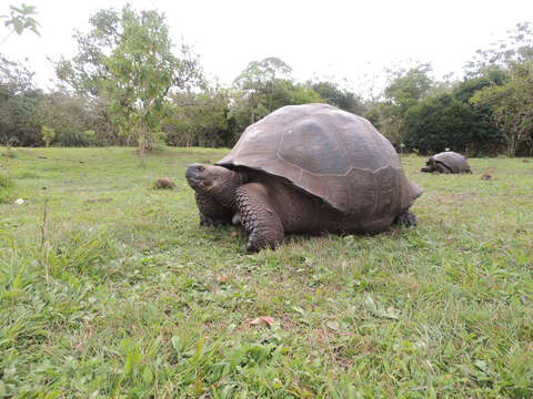 Image of Galapagos giant tortoise