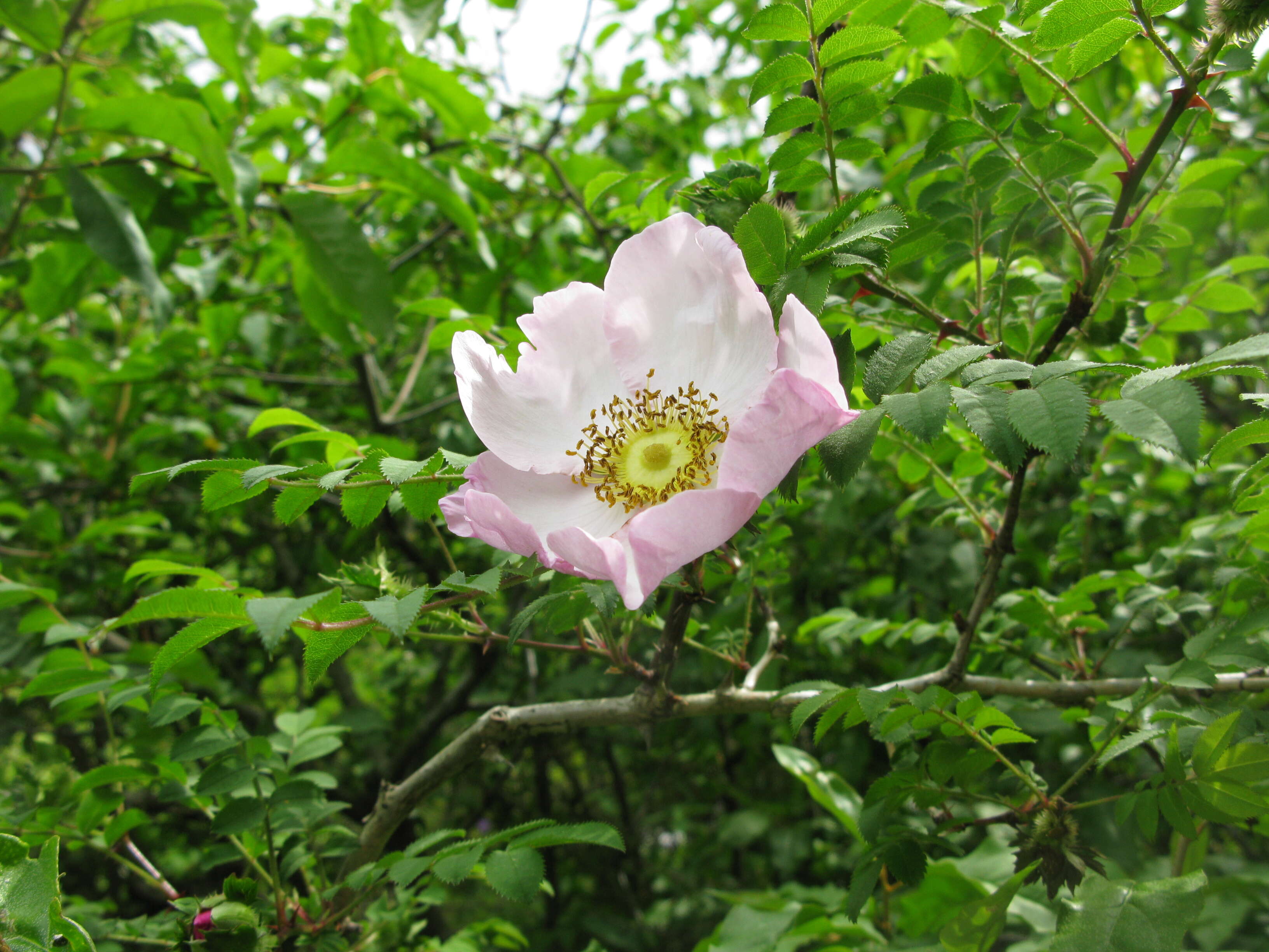 Image of chestnut rose