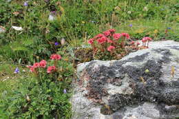 Image of Cobweb Houseleek