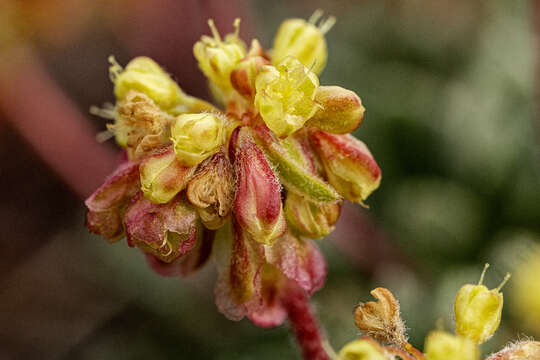 Imagem de Eriogonum caespitosum Nutt.