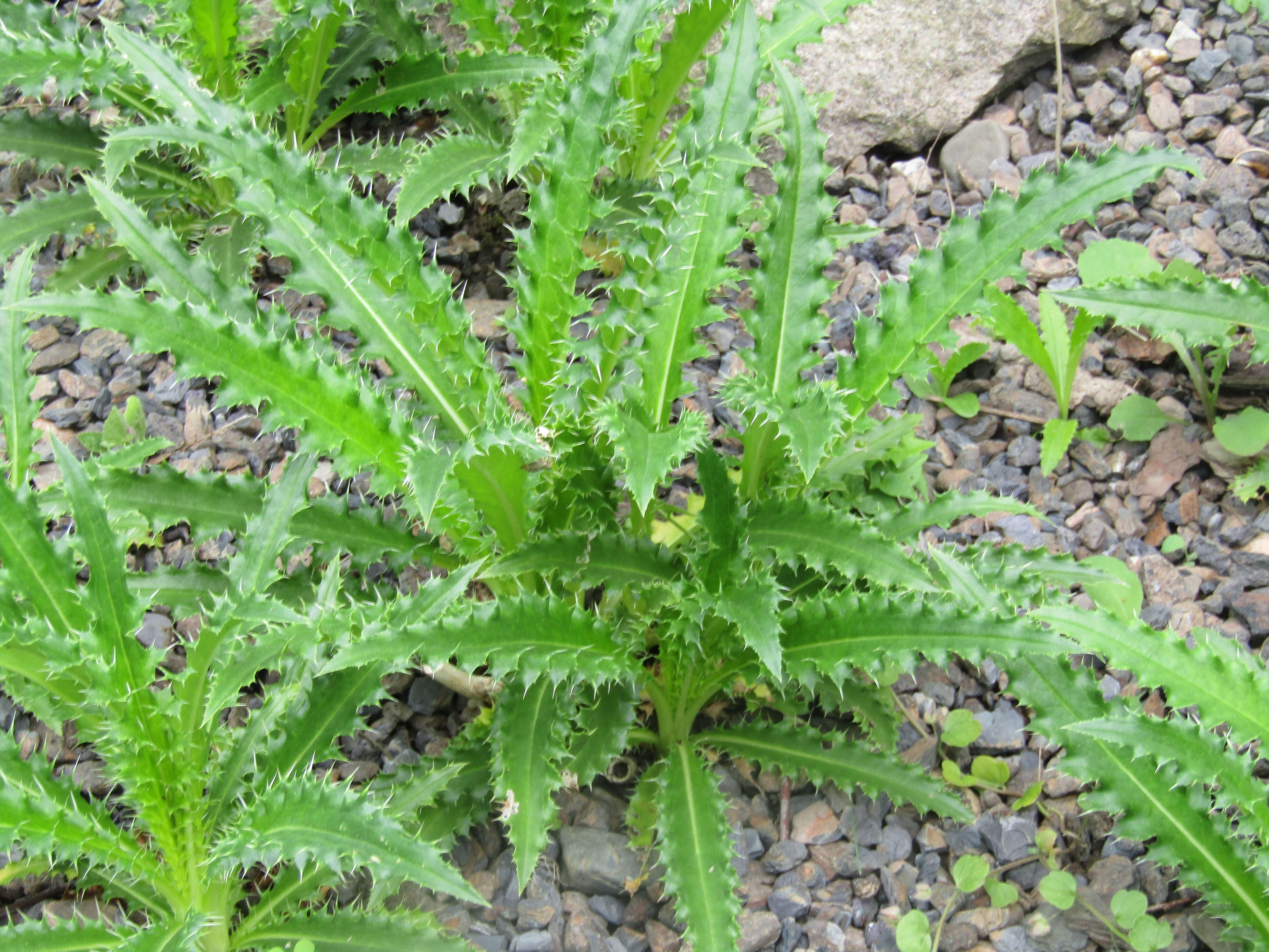 Image of Morina longifolia Wall.