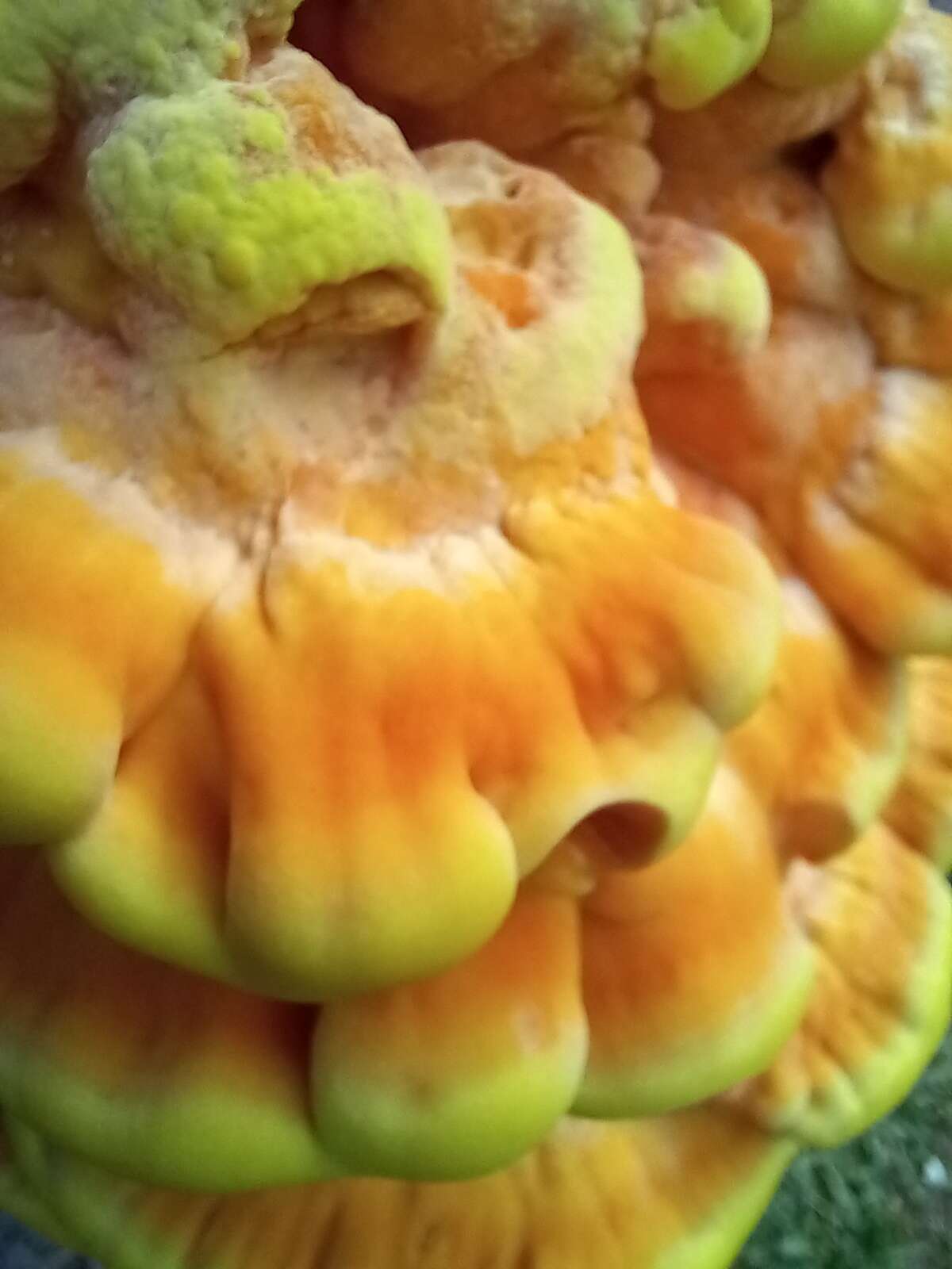 Image of Bracket Fungus