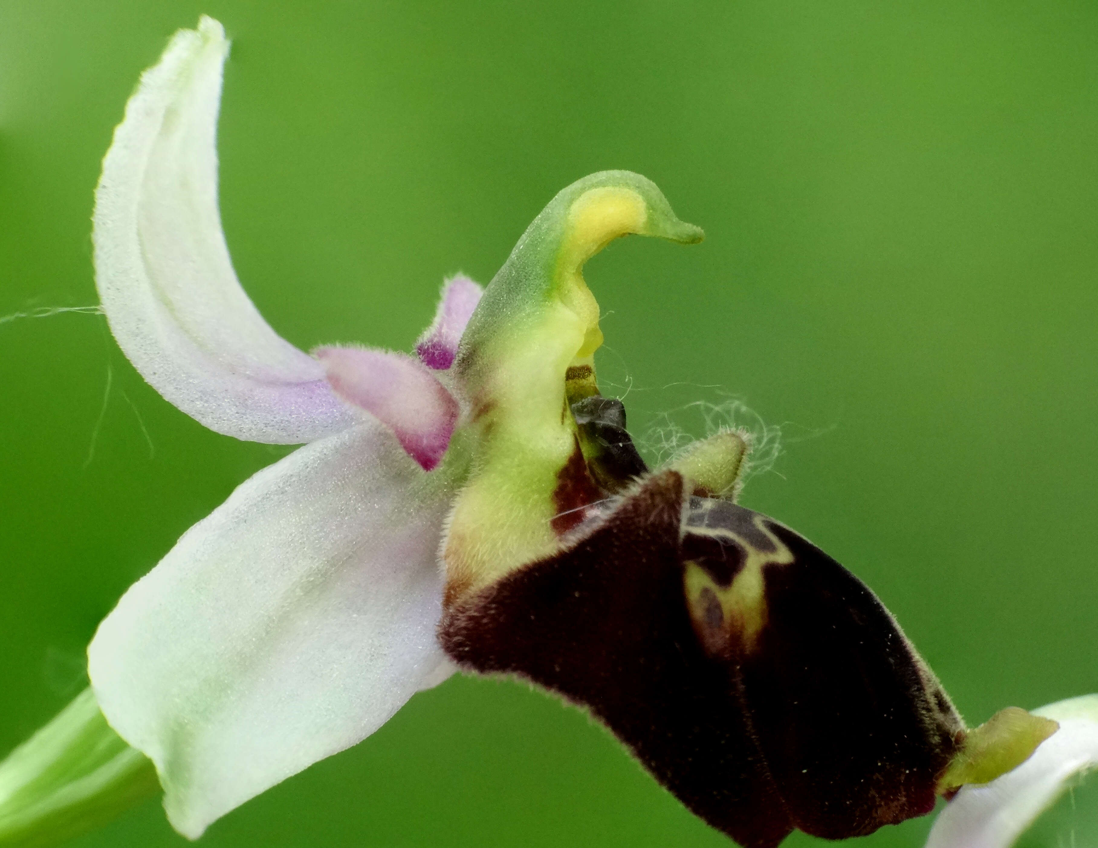 Image of Ophrys holosericea