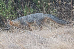 Image of Grey Foxes