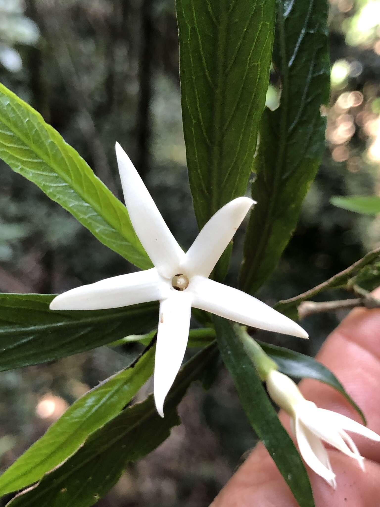 Image of Atractocarpus chartaceus (F. Muell.) Puttock