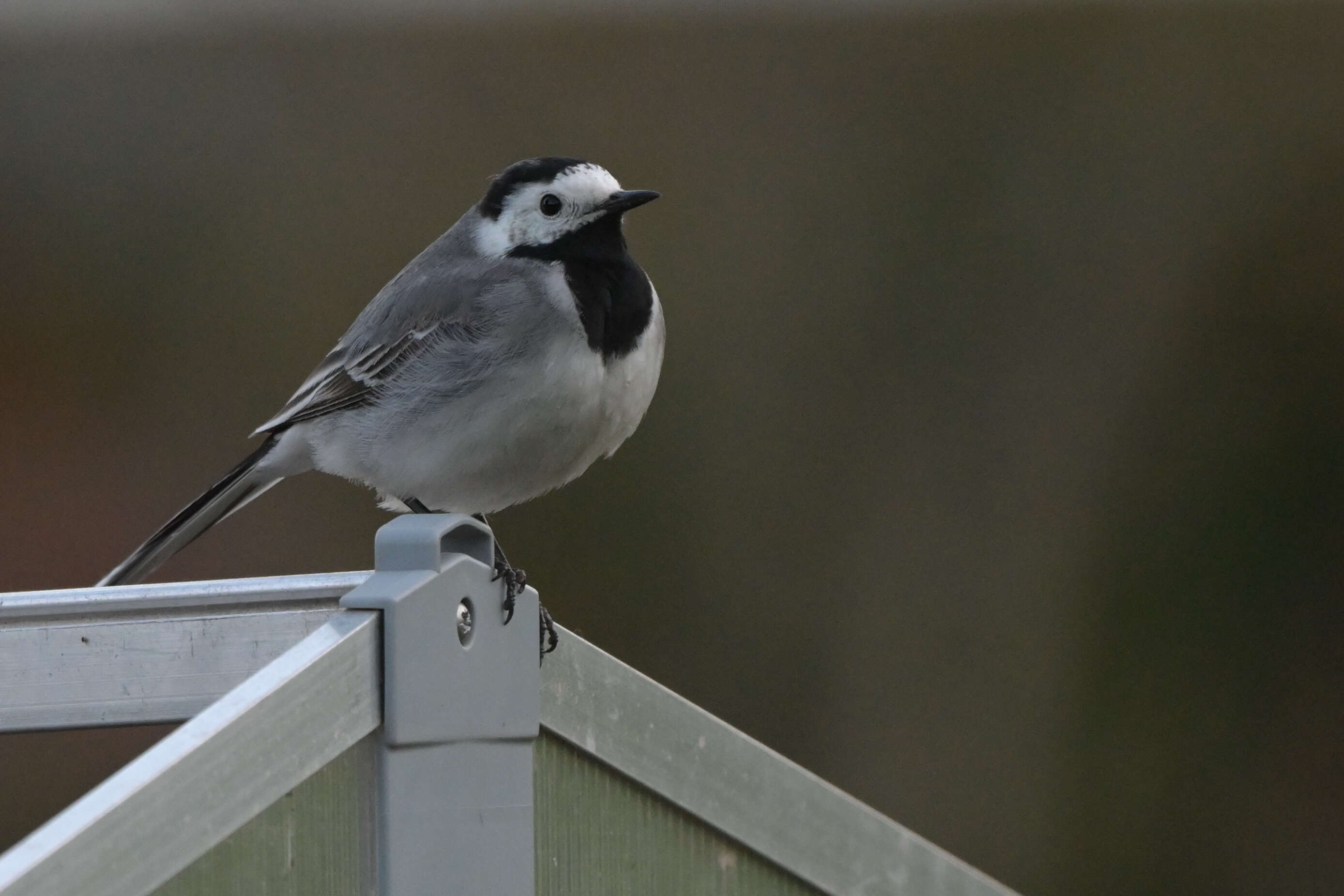 Image of Pied Wagtail and White Wagtail