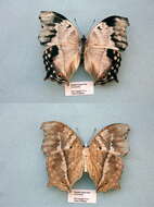 Image of Protogoniomorpha anacardii