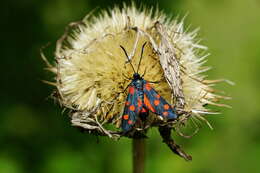 Image of Zygaena ephialtes Linnaeus 1767