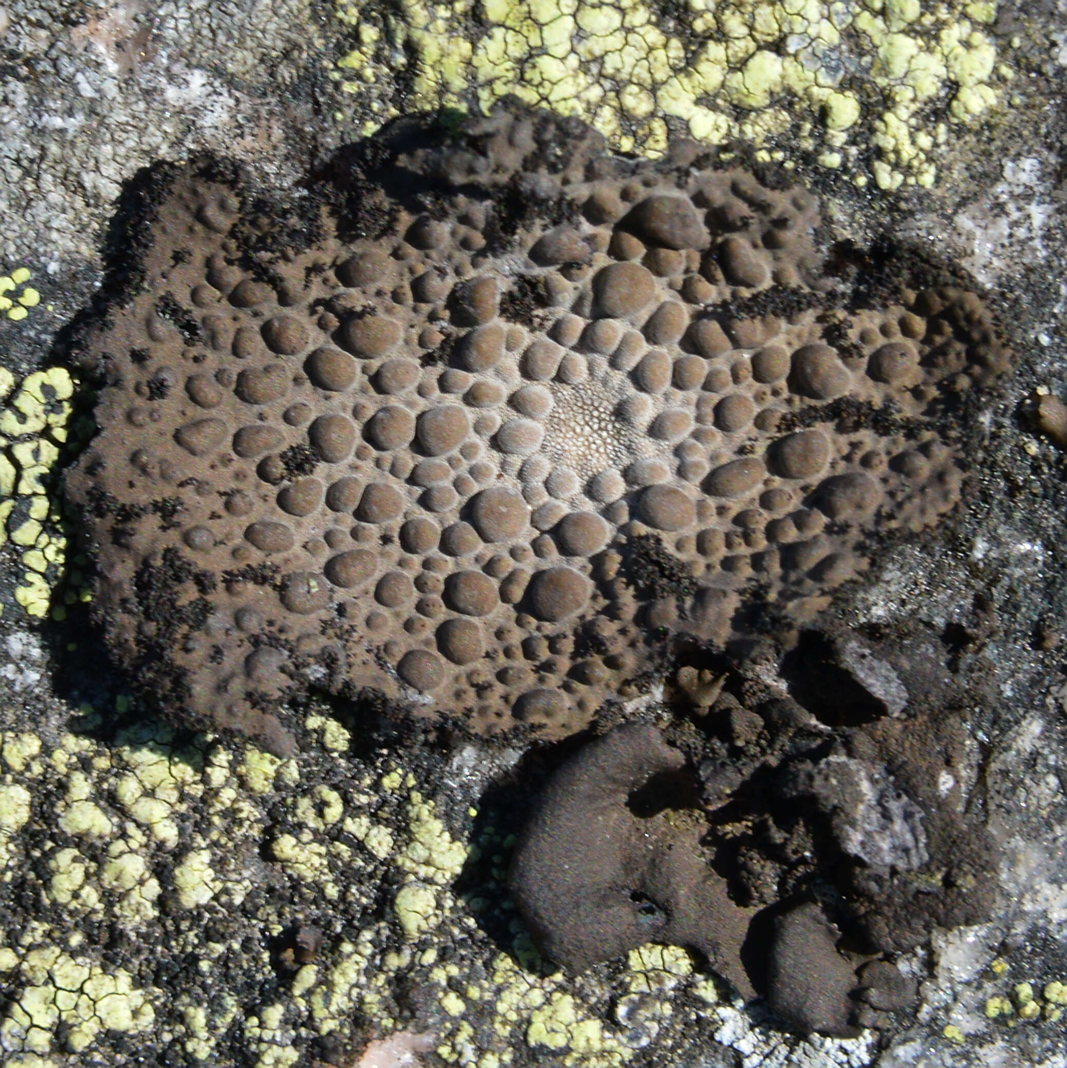 Image of blistered navel lichen