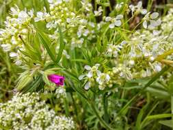 Image of cut-leaved cranesbill