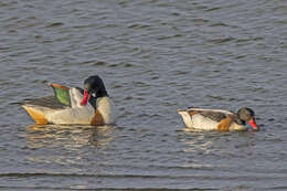 Image of shelduck, common shelduck