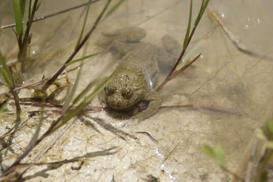 Image of Yellow–bellied Toad