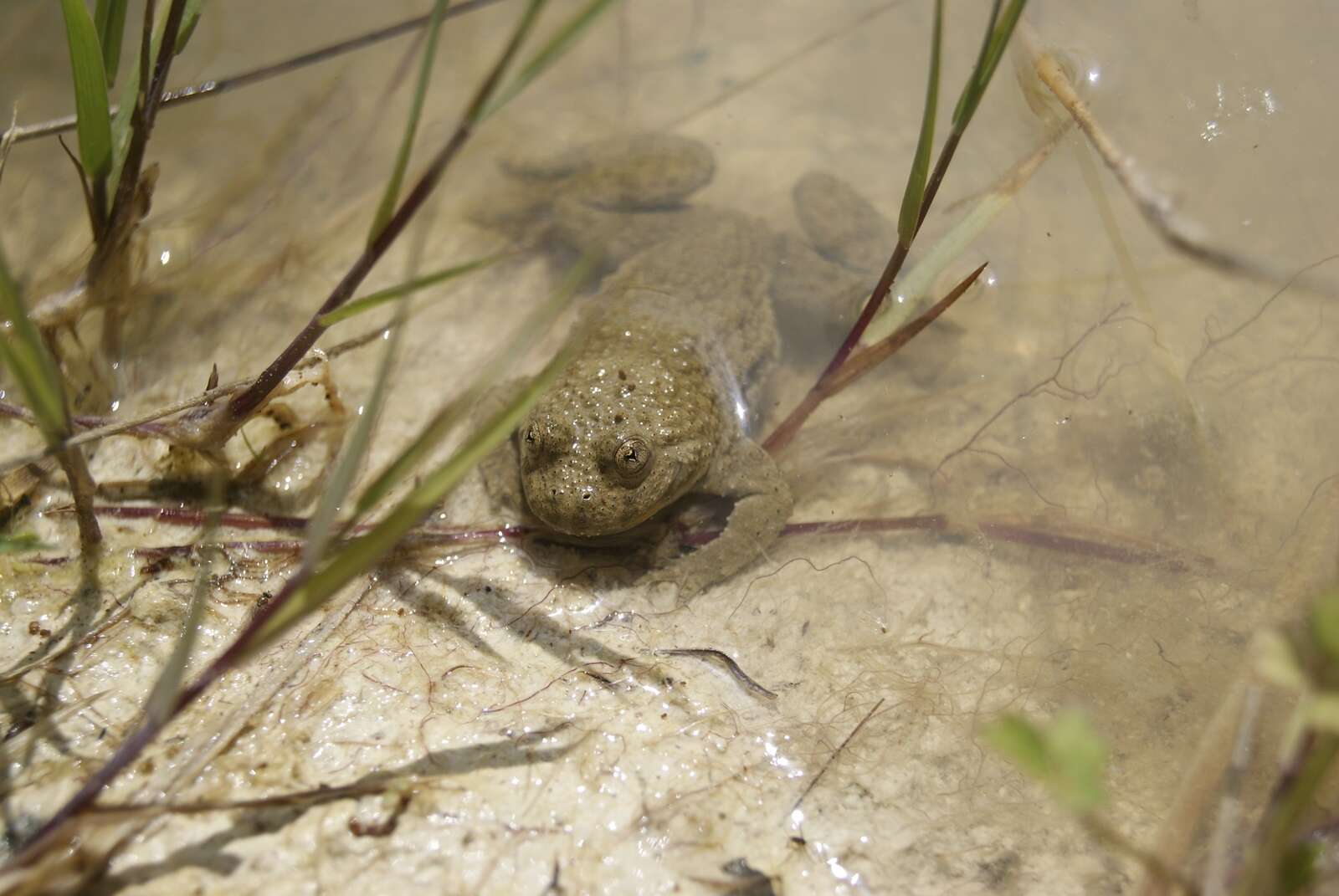 Image of Yellow–bellied Toad