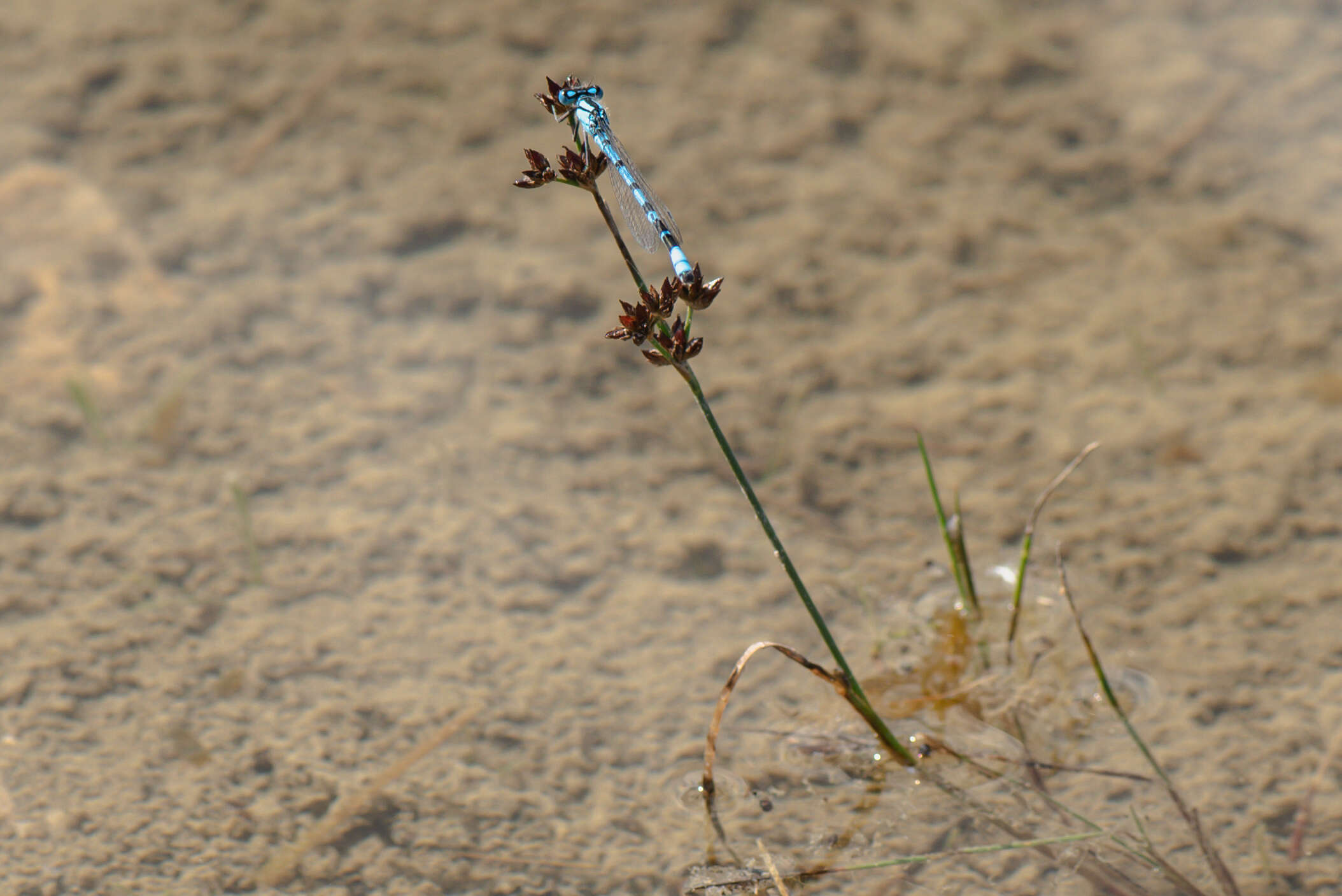 Image of Common Blue Damselfly