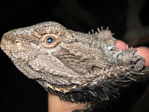 Plancia ëd Pogona vitticeps (Ahl 1926)