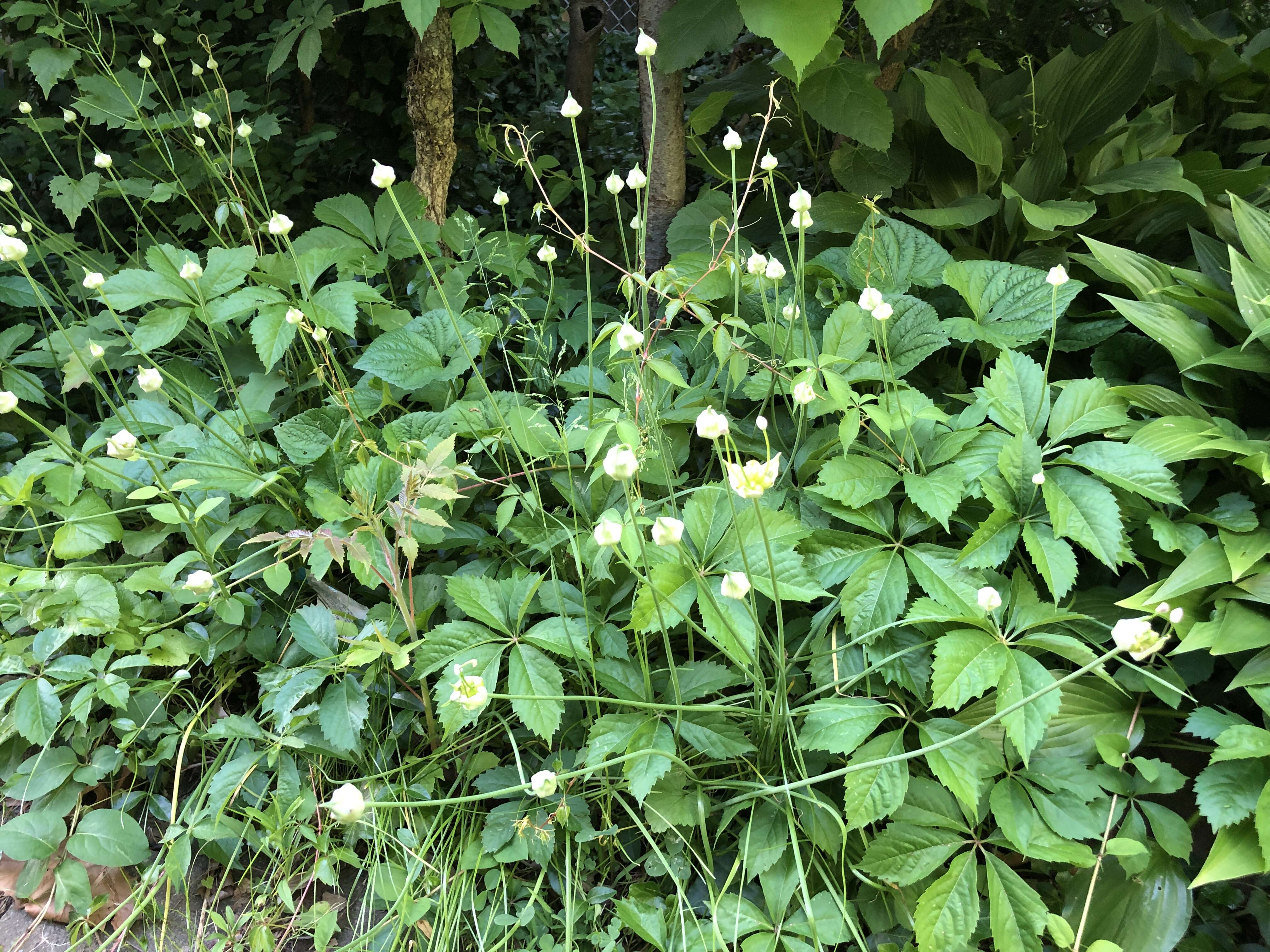 Image of meadow garlic