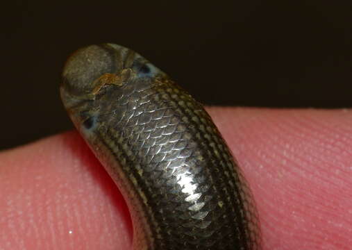 Image of Zambezi Blind Snake