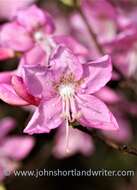 Image of Rhododendron albrechtii Maxim.