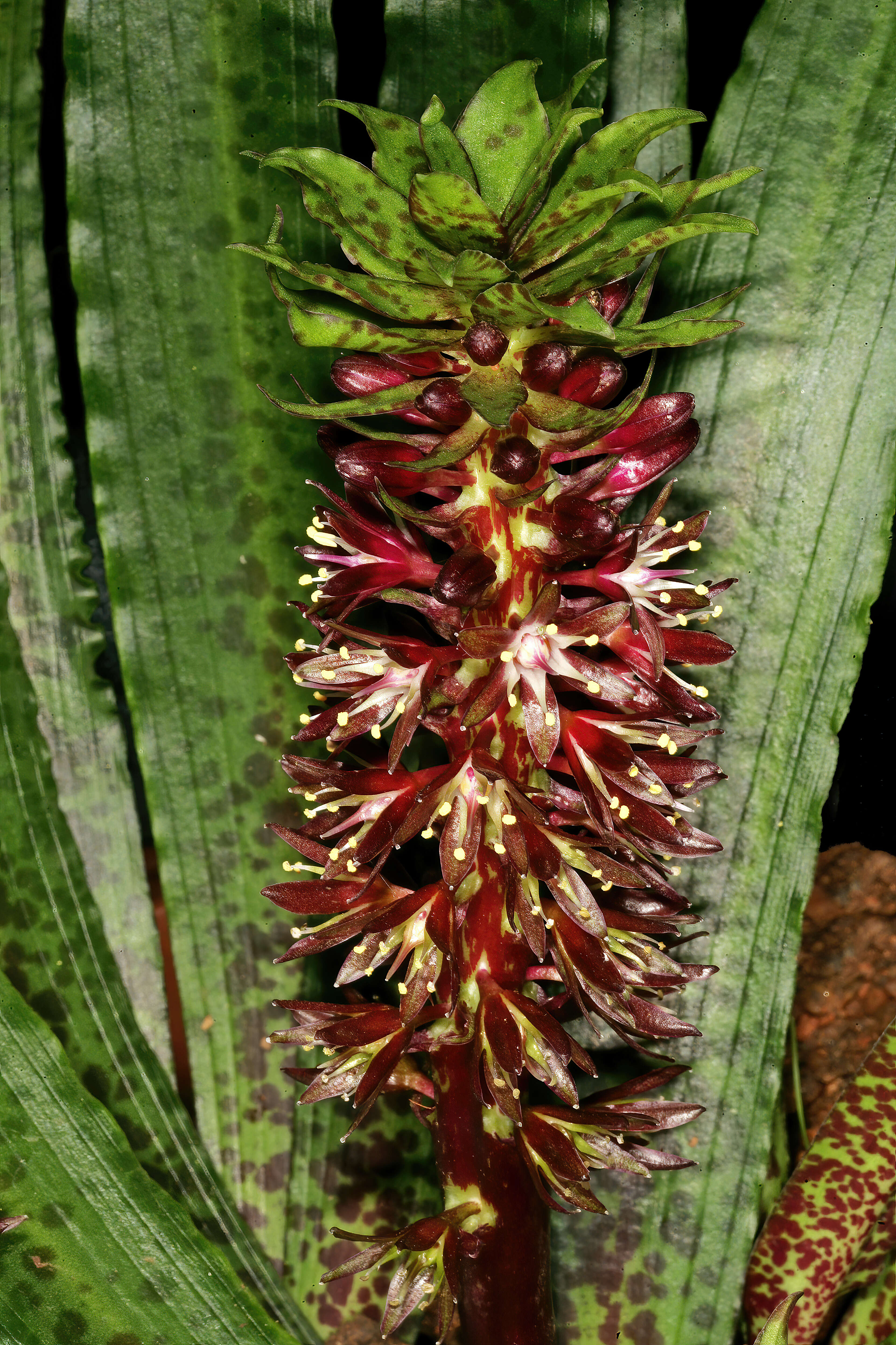 Image of Eucomis vandermerwei I. Verd.