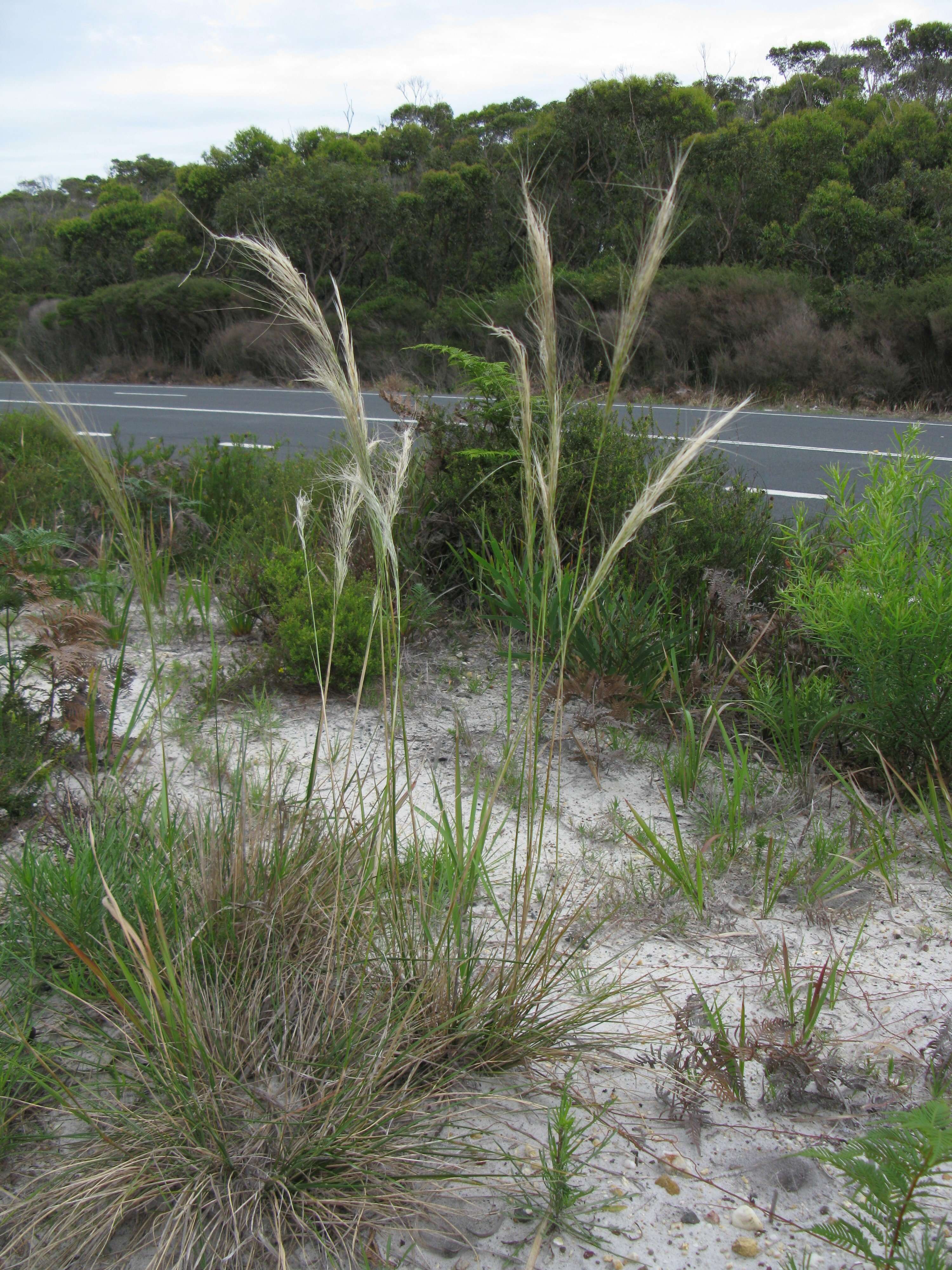 Image of Austrostipa mollis (R. Br.) S. W. L. Jacobs & J. Everett