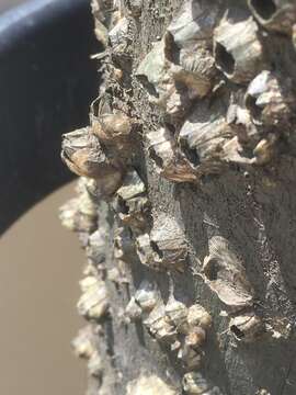 Image of Striped barnacle