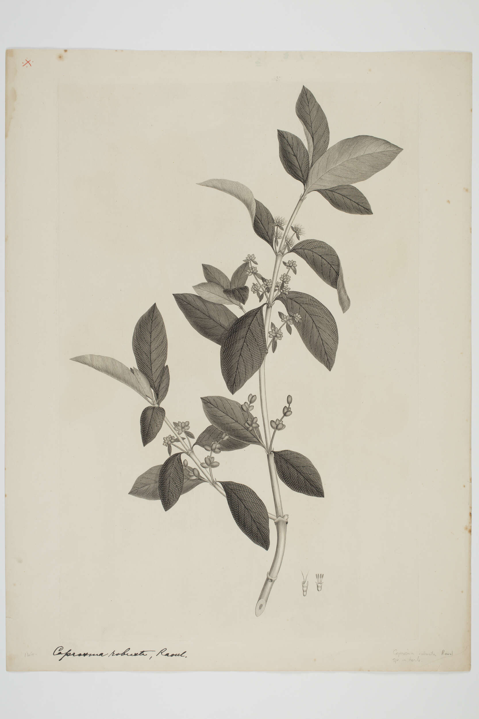 Image of Coprosma lucida J. R. Forst. & G. Forst.