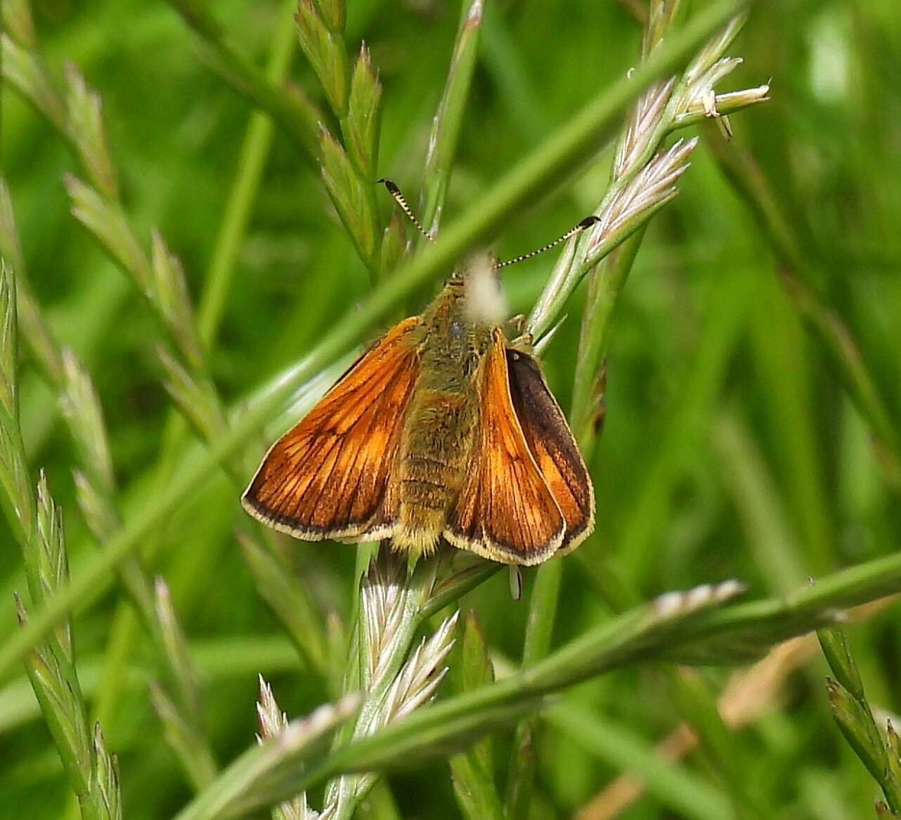 Image of Ochlodes sylvanus