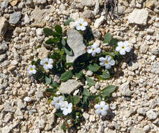 Image of Myosotis colensoi (Kirk) Macbr.