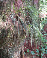 Image of shoestring fern