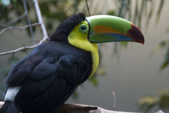 Image of Keel-billed Toucan