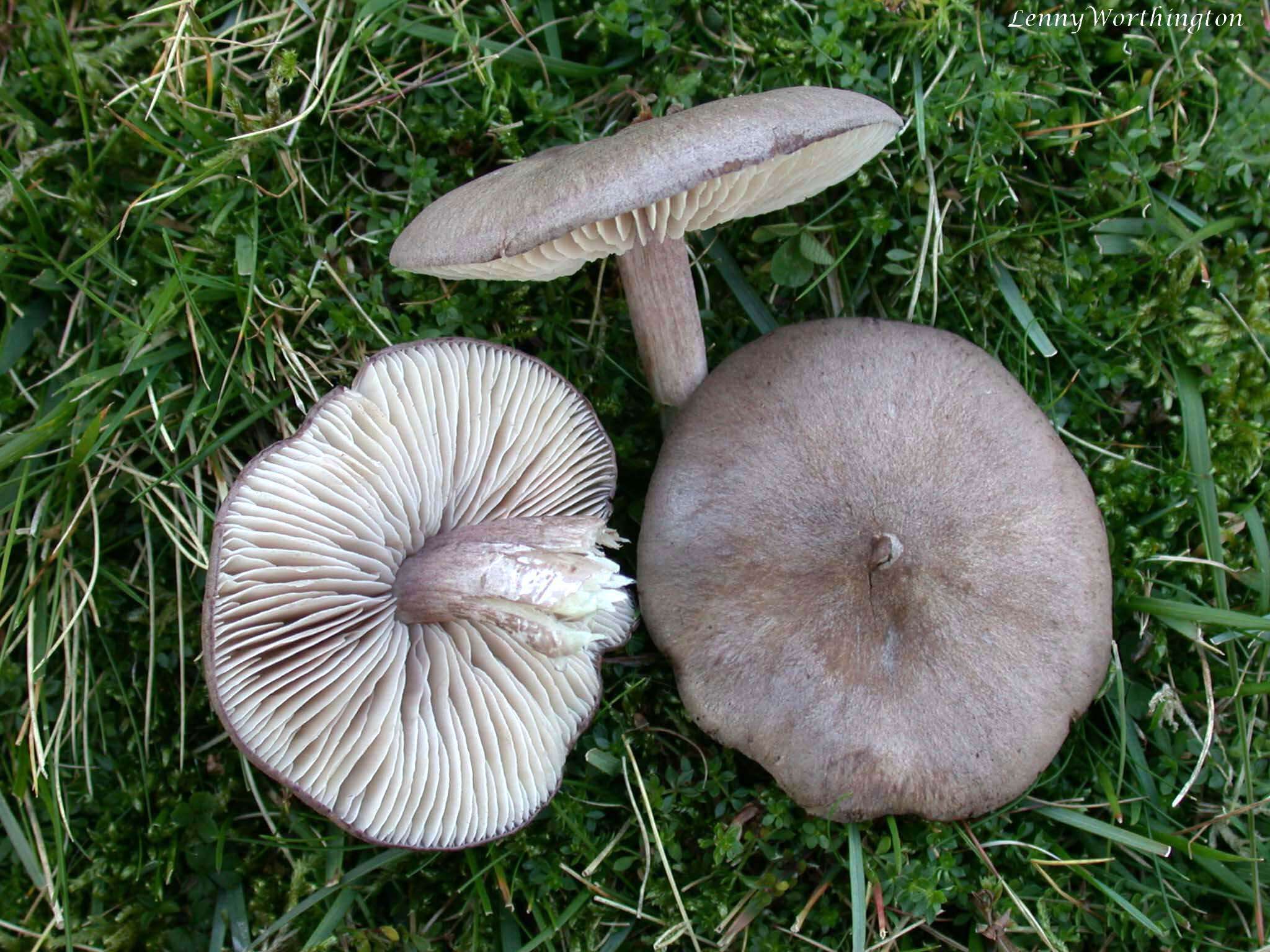 Image of Entoloma porphyrophaeum (Fr.) P. Karst. 1879