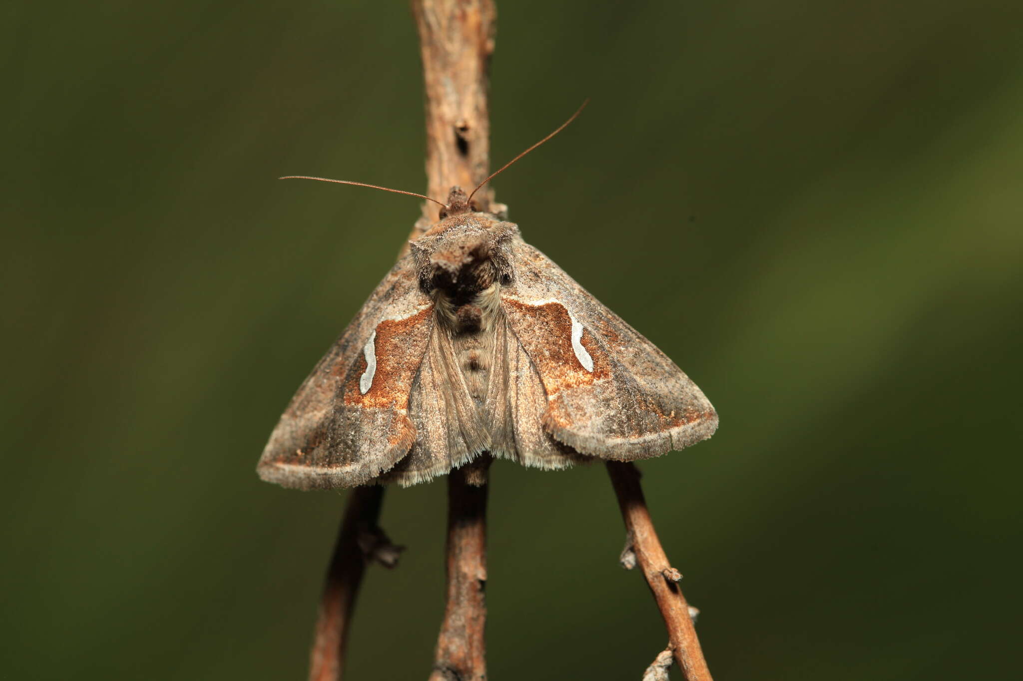 Слика од Macdunnoughia confusa Stephens 1850