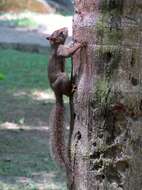 Image of Guianan Squirrel