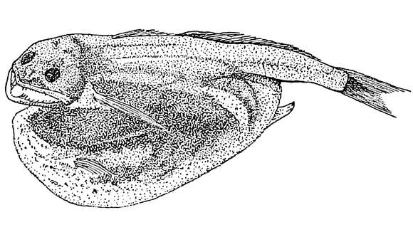 Image of Chiasmodon