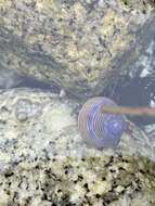 Image of Blue Top Snail