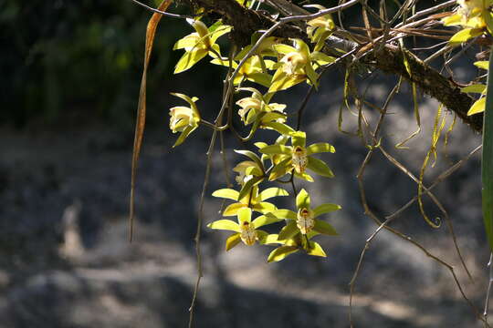 Image of Cymbidium hookerianum Rchb. fil.