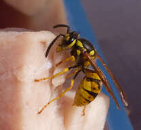 Image of Common wasp