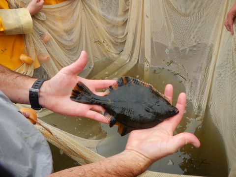 Image of Starry Flounder
