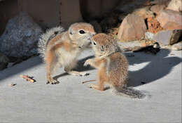 Image of white-tailed antelope squirrel