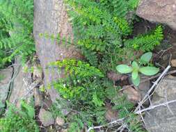 Image of golden lipfern