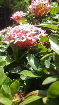 Image of ixora