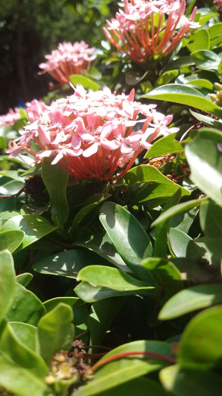 Image of ixora