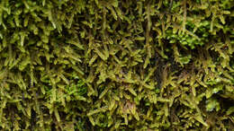 Image of hypnum moss