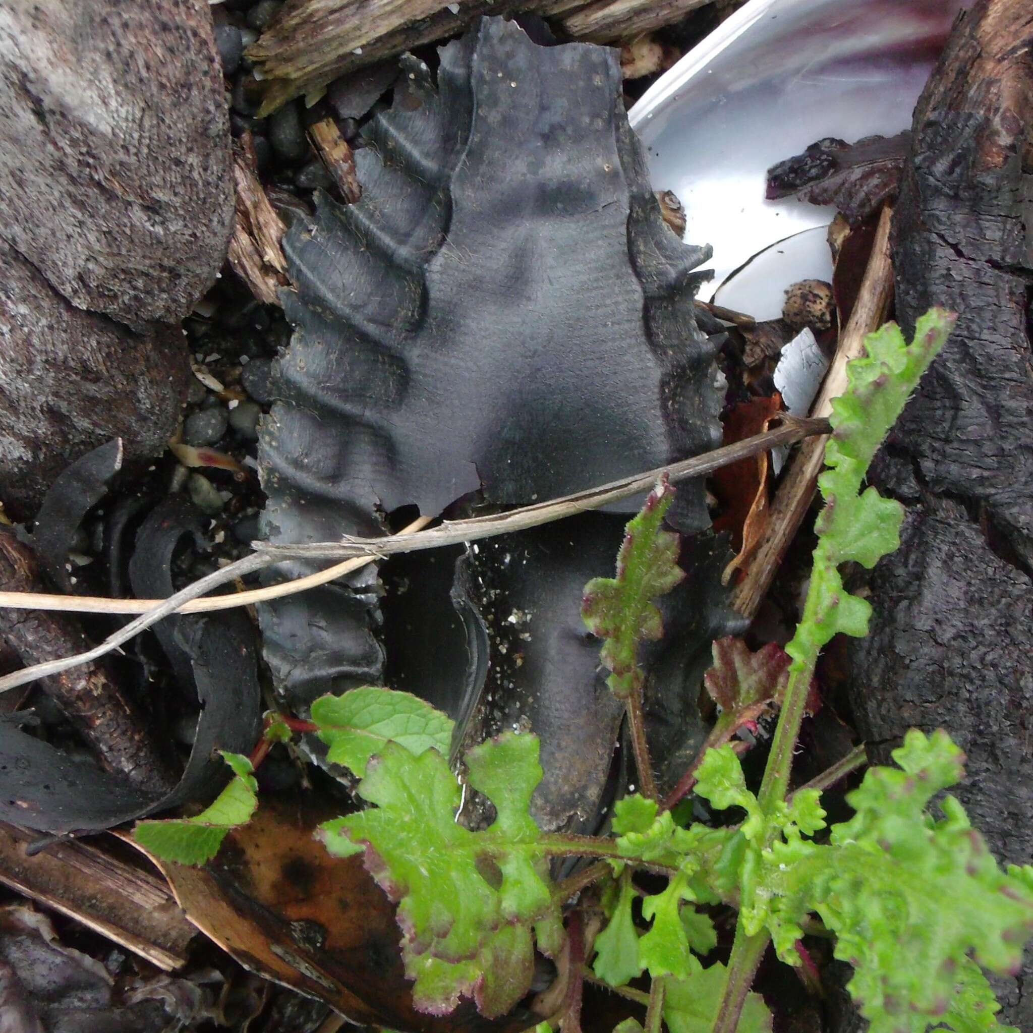 Image of Elephant Fish