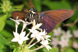 Plancia ëd Phocides pigmalion