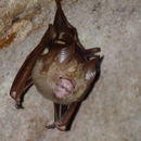 Image of horseshoe bats