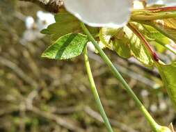 Image of gean, wild cherry